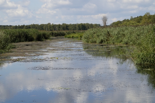 Landscape water nature marsh Photo