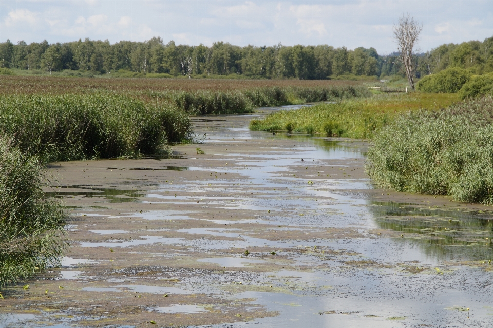 Landscape water nature marsh