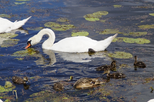 Water nature bird white Photo