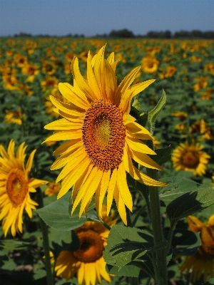 Nature blossom plant field Photo