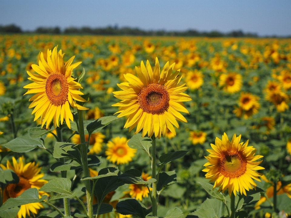 Naturaleza florecer planta campo