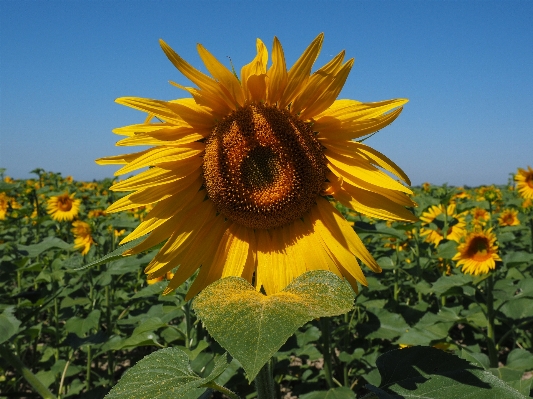 Natur blüte anlage feld Foto