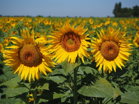 Nature blossom plant field Photo