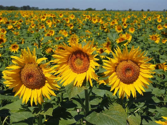 Nature blossom plant field Photo