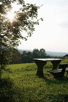 Landscape tree nature forest Photo