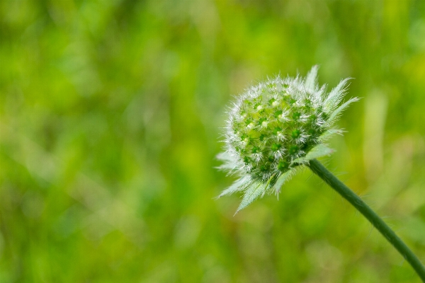 Nature grass blossom plant Photo