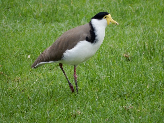 Foto Alam burung satwa margasatwa