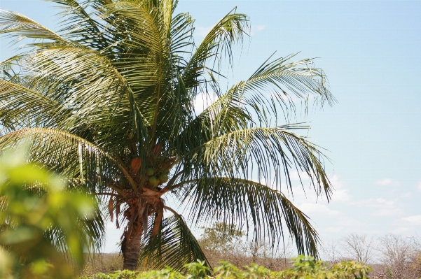 Beach tree branch plant Photo