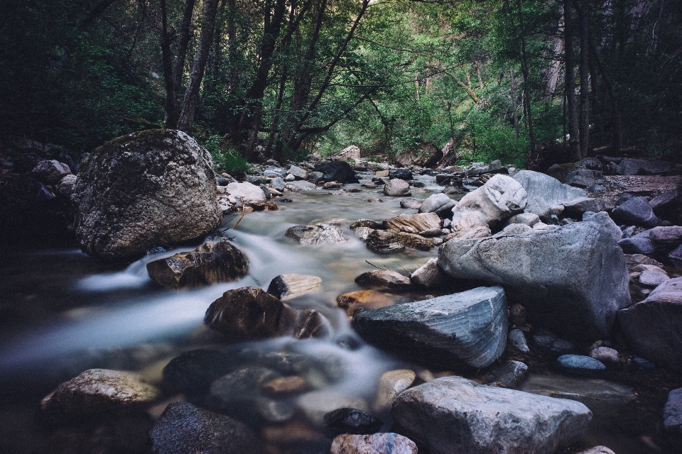 風景 水 自然 森