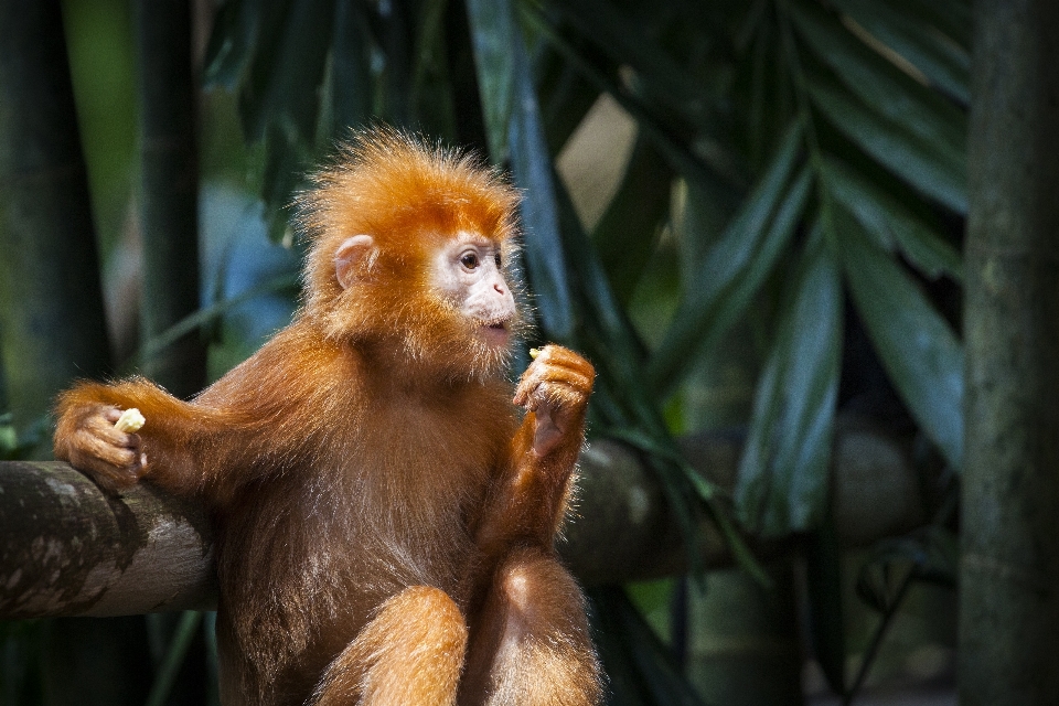 Animais selvagens jardim zoológico vermelho mamífero