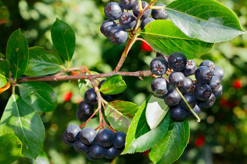 Naturaleza rama planta fruta