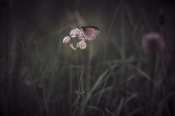 Natur fotografie wiese
 sonnenlicht Foto