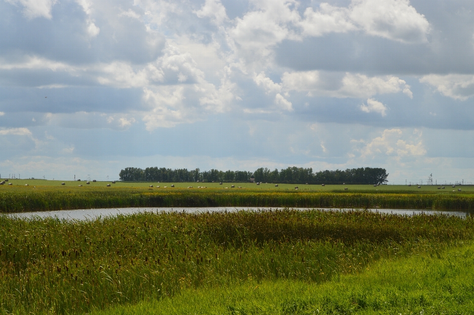 Landschaft natur gras horizont