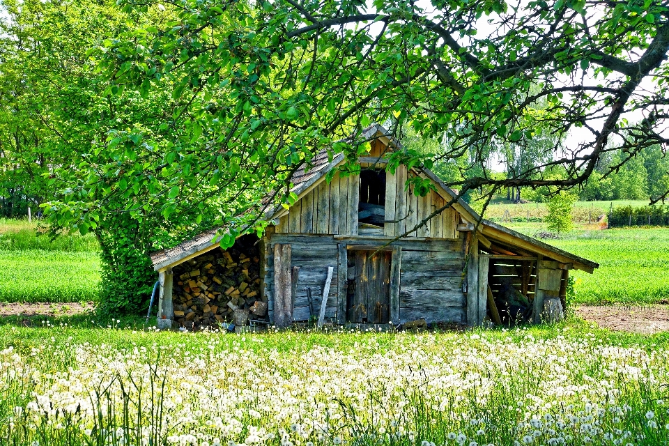 Paysage nature herbe cultiver