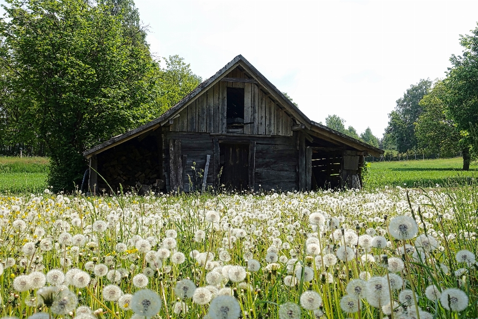 Paysage nature herbe champ