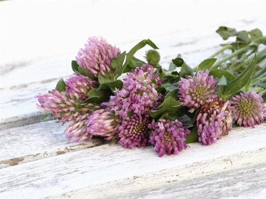 Nature plant flower petal Photo