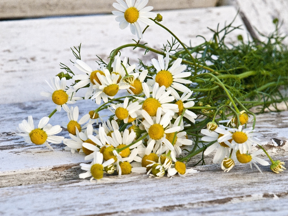 Natur blüte anlage blume