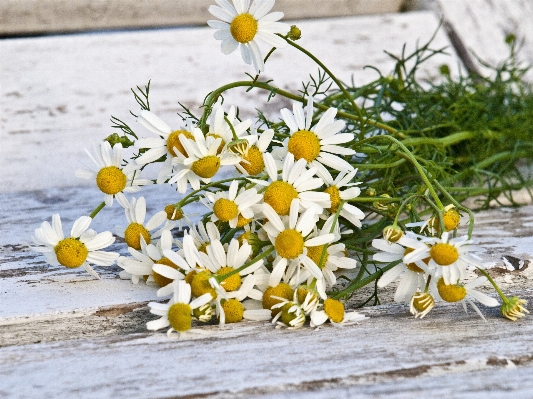 Nature blossom plant flower Photo