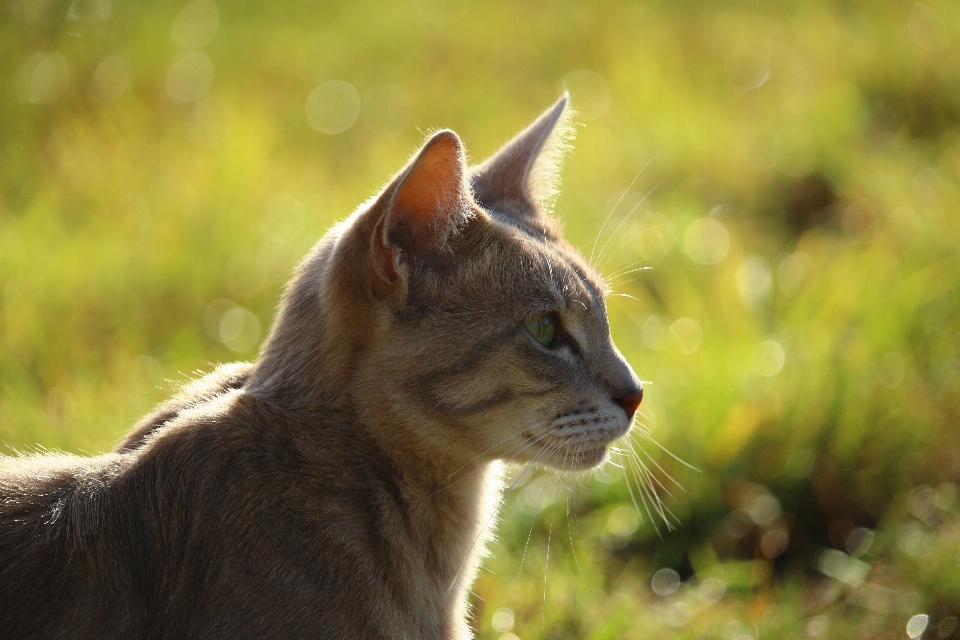 Herbe faune chaton chat