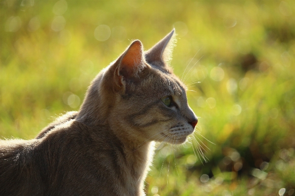 Foto Grama animais selvagens gatinho gato