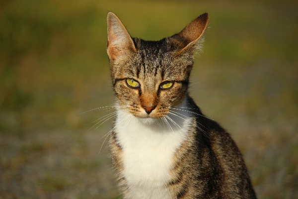 Foto Anak kucing mamalia fauna