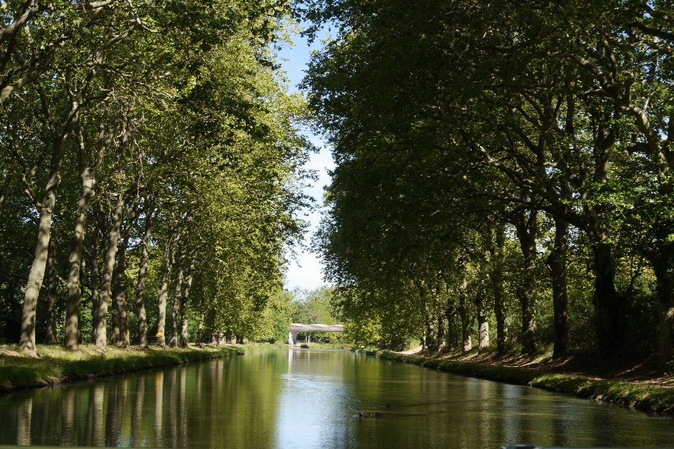 Paesaggio albero acqua natura