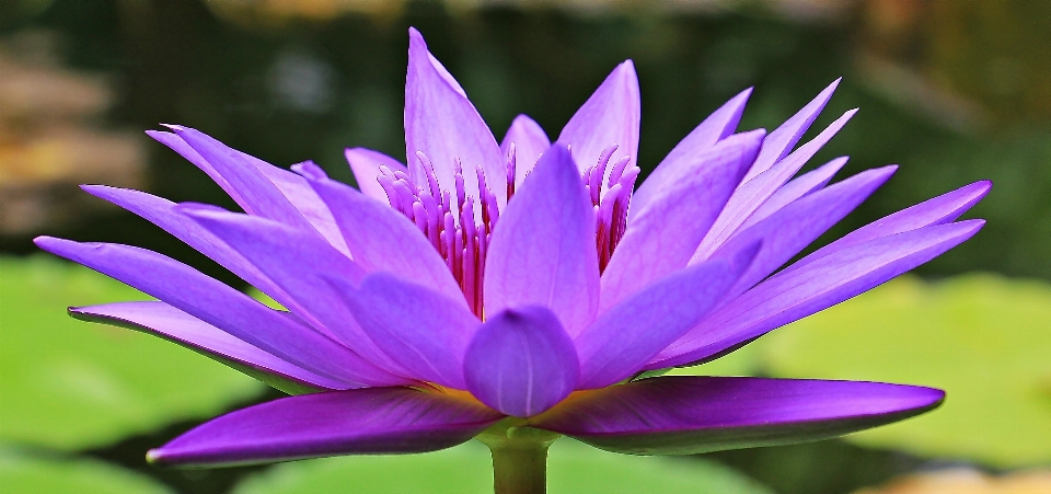 Water nature blossom plant