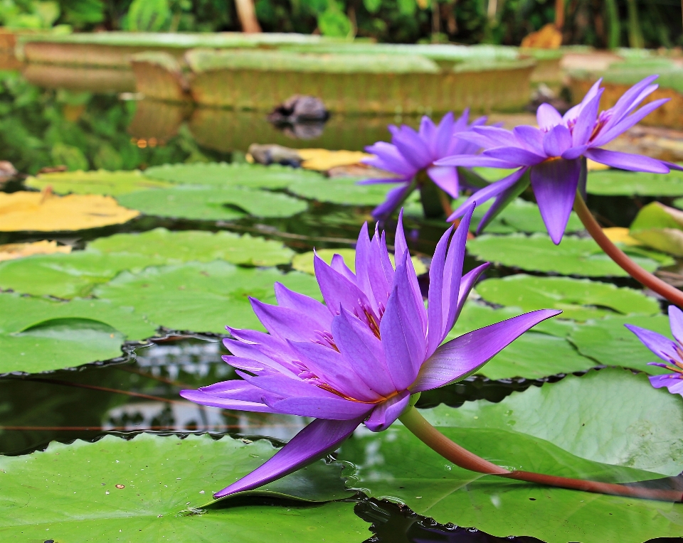 Water nature blossom plant