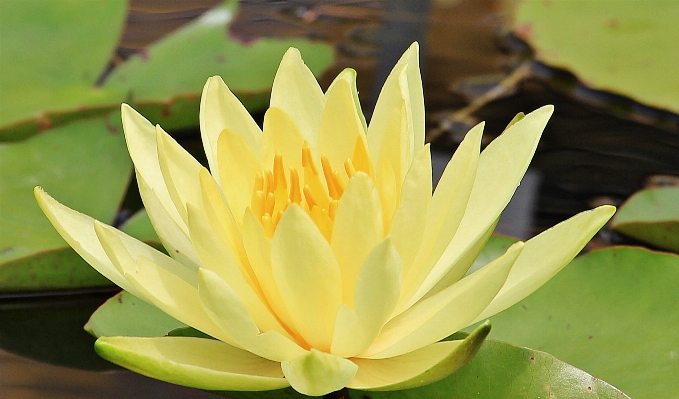 水 自然 花 植物 写真