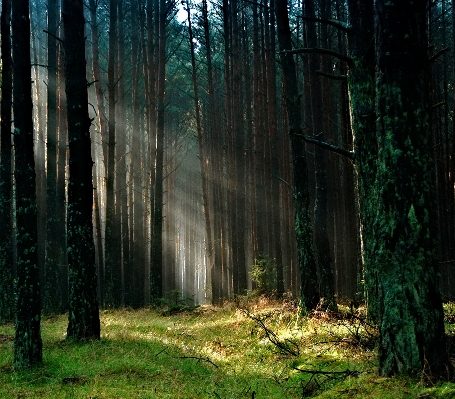 Tree nature forest grass Photo