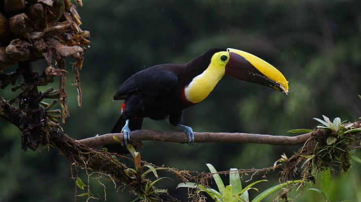 Bird wildlife jungle beak Photo