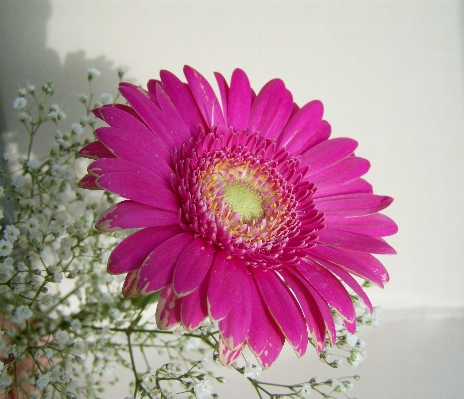 Plant flower petal pink Photo