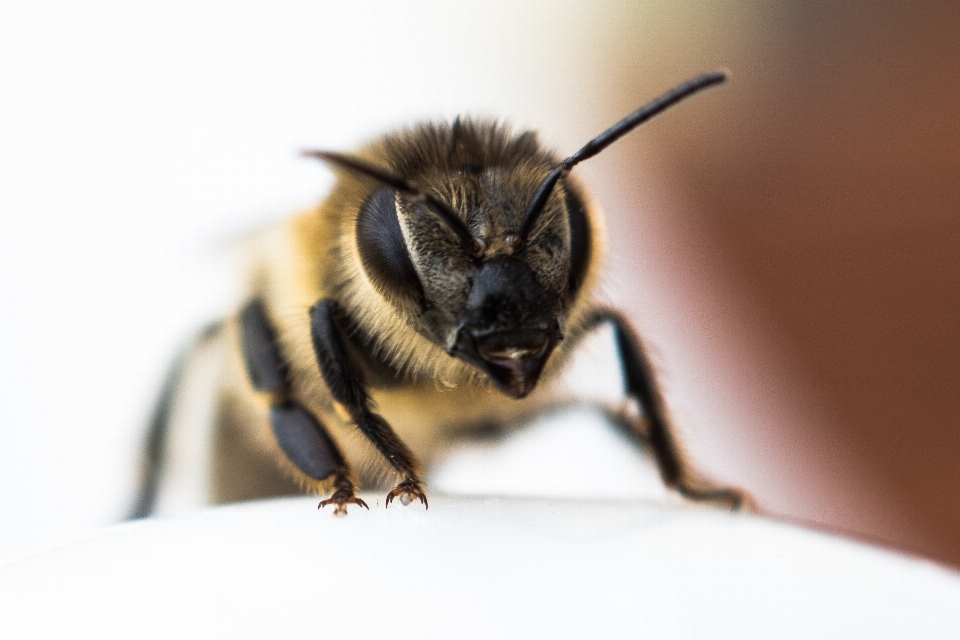 фотография насекомое закрывать fauna