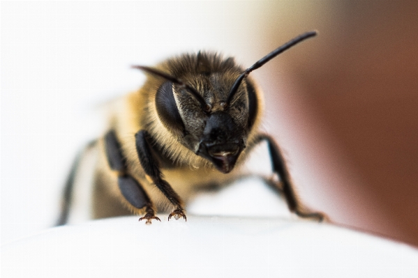 Photography insect close fauna Photo