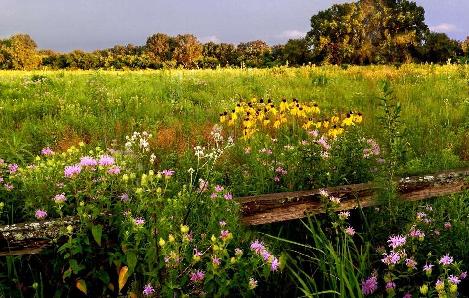 Pianta campo prato
 prateria
