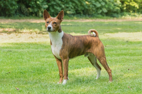 Foto Anjing satwa peliharaan mamalia