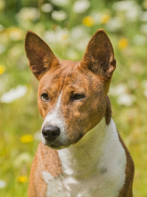 Foto Anjing satwa peliharaan mamalia