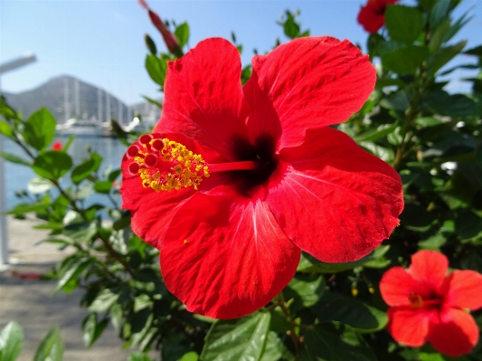 Blossom plant flower petal Photo