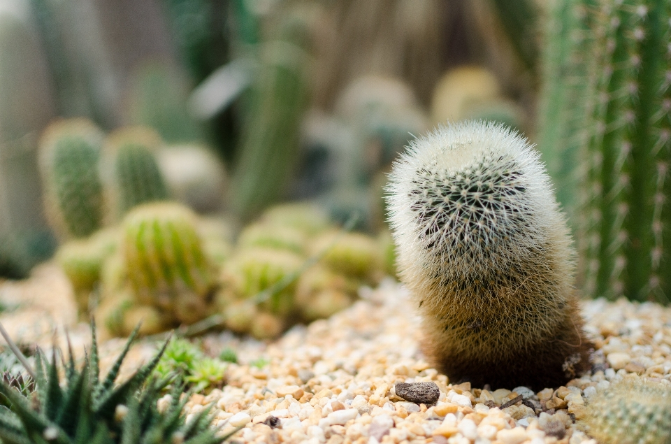 Natura erba cactus
 pianta