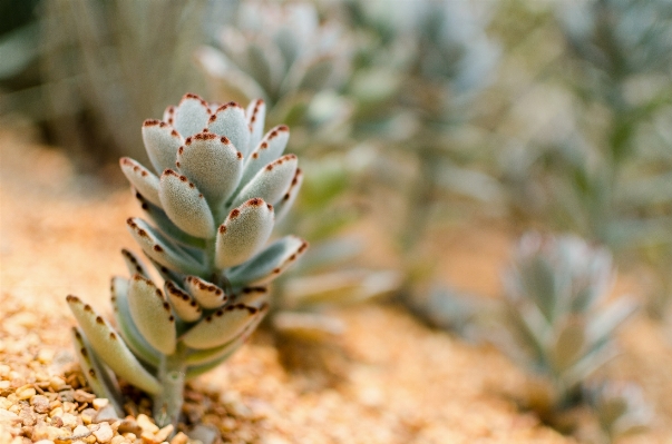 Foto Natureza cacto
 plantar folha