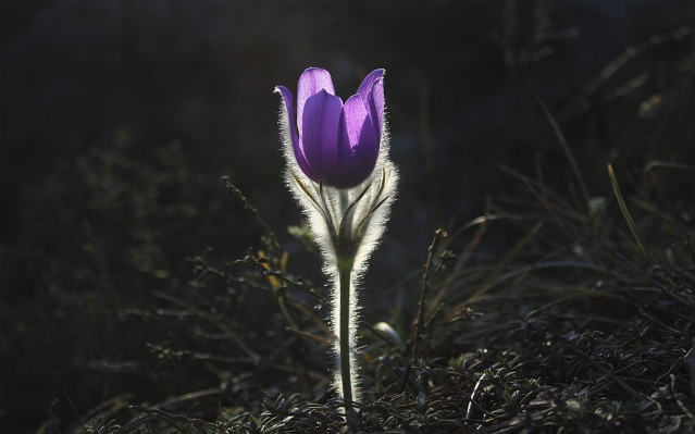 Nature grass blossom plant Photo