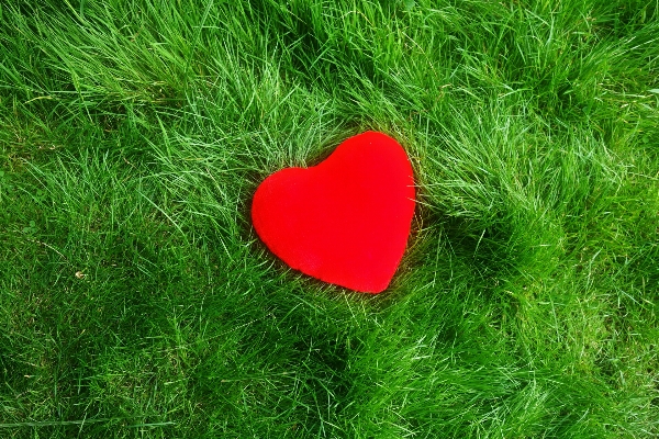 Grass plant lawn meadow Photo