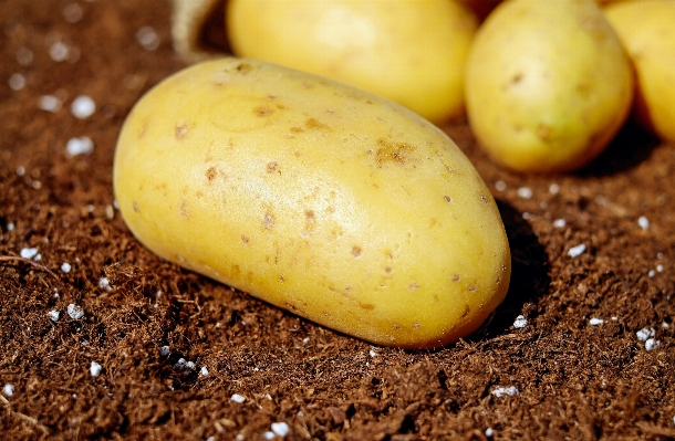 Anlage essen ernte produzieren Foto