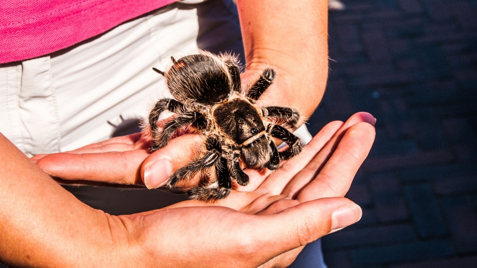 Hand natur tier wild