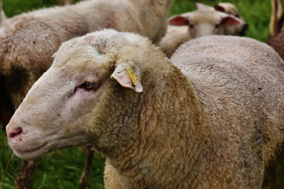 Natura łąka
 zwierzę dzikiej przyrody