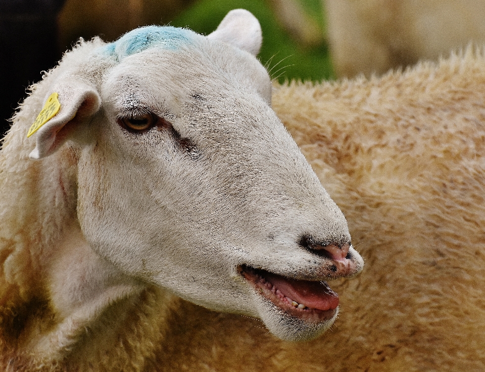 Natura łąka
 zwierzę koza