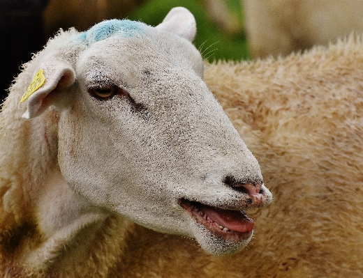 Foto Alam padang rumput
 satwa kambing