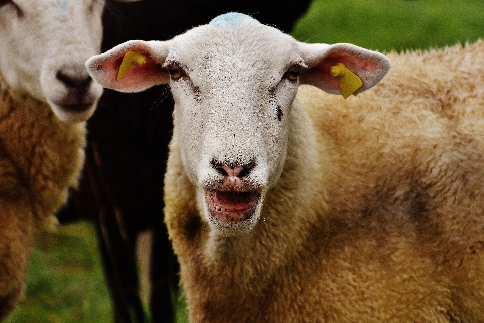 Natura łąka
 zwierzę pastwisko
