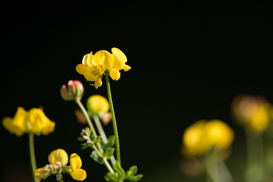 Natura fiore pianta fotografia