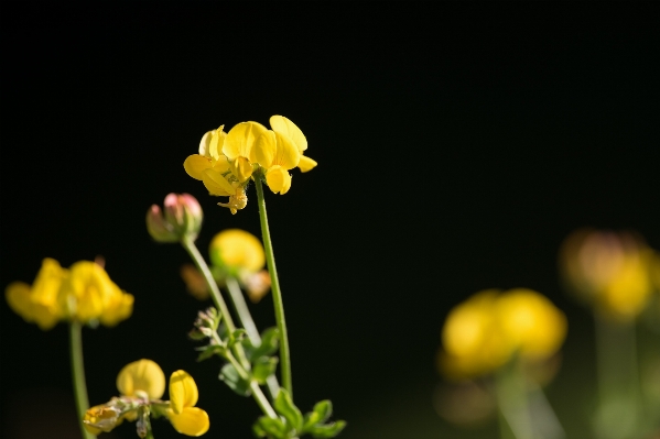 Nature blossom plant photography Photo